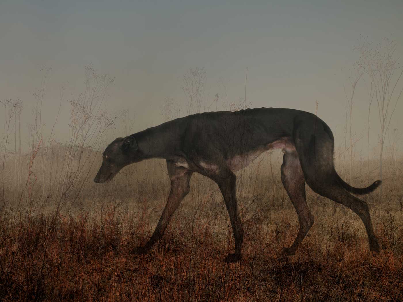 Rory Carnegie | Port Meadow Dogs