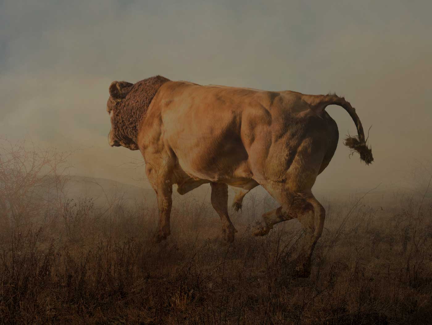 Rory Carnegie | Bulls